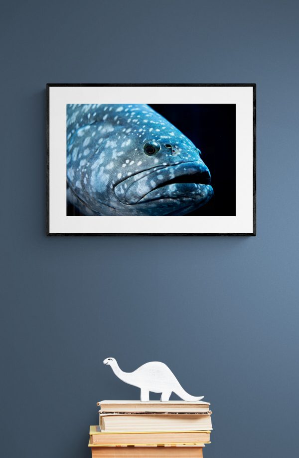the-fish-aliaz-velicki-mywe