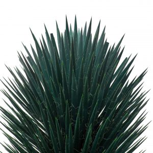 Predaj-fotiek-kaktus-MyWe