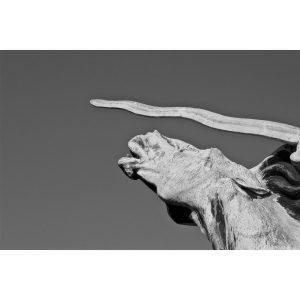 Predaj-fotiek-Screaming-Horse-MyWe