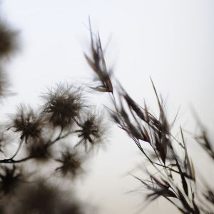 Fotky-na-predaj-Dried Poetry I-MyWe