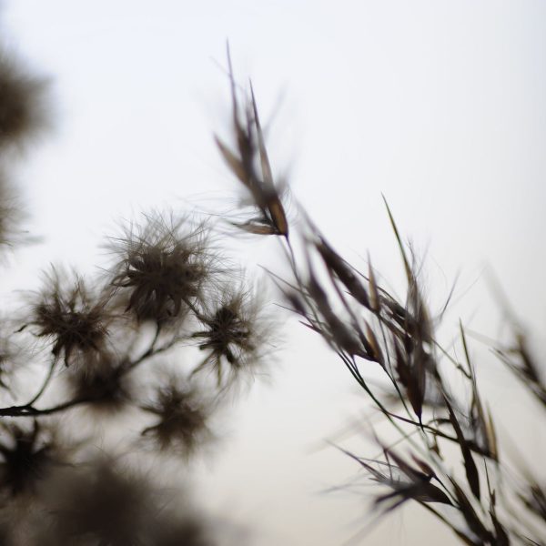 Fotky-na-predaj-Dried Poetry I-MyWe