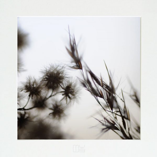 Fotky-na-stenu-Dried Poetry I-MyWe