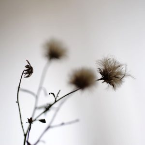Predaj-fotiek-Dried Poetry II-MyWe
