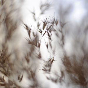 Fotky-na-predaj-Dried Poetry III-MyWe