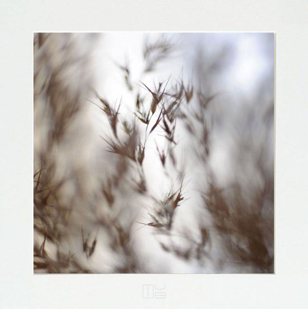 Fotky-na-stenu-Dried Poetry III-MyWe