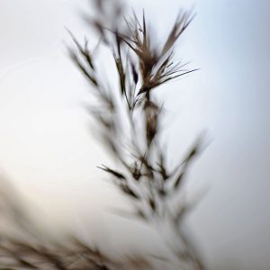 Predaj-fotografií-Dried-Poetry-IV-MyWe