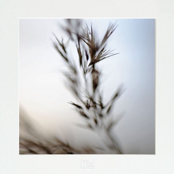 Fotky-na-stenu-Dried Poetry IV-MyWe