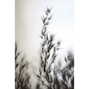 Fotky-na-predaj-Poetry-II-MyWe