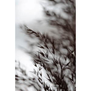 Fotky-na-predaj-Poetry-IV-MyWe