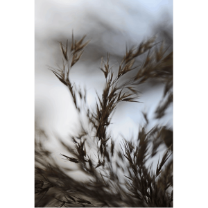Predaj-fotiek-Poetry-V-MyWe