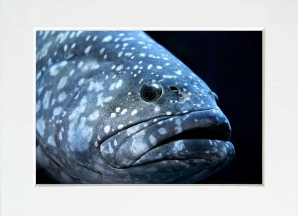 Fotky-na-stenu-The Fish-MyWe