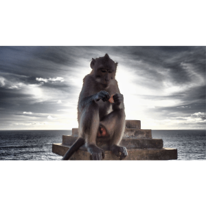 Predaj-fotiek-Sacred species-MyWe