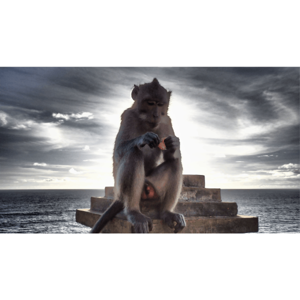Predaj-fotiek-Sacred species-MyWe