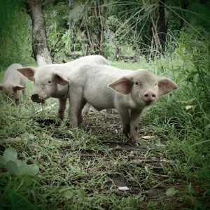 Piggies-I-Juraj-Anusev-mywe-fotky-na-stenu