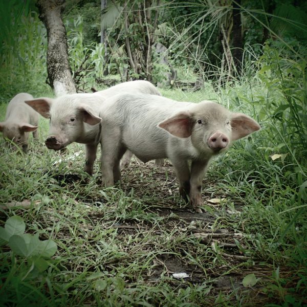 Piggies-I-Juraj-Anusev-mywe-fotky-na-stenu
