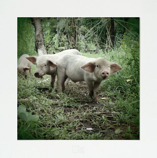 Piggies-I-Juraj-Anusev-mywe-fotky-na-stenu