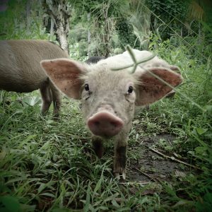 piggies-II-juraj-anusev-mywe-fotky-na-stenu